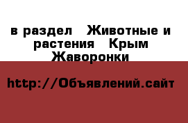  в раздел : Животные и растения . Крым,Жаворонки